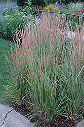 Variegated Reed Grass (Calamagrostis x acutiflora 'Overdam') at Glasshouse Nursery