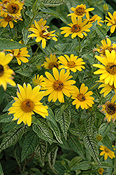 Loraine Sunshine False Sunflower (Heliopsis helianthoides 'Loraine Sunshine') at Glasshouse Nursery
