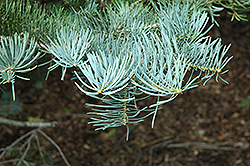 White Fir (Abies concolor) at Glasshouse Nursery