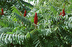 Staghorn Sumac (Rhus typhina) at Glasshouse Nursery