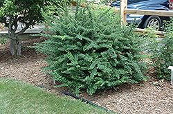 Jade Carousel Japanese Barberry (Berberis thunbergii 'Bailgreen') at Glasshouse Nursery