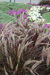 Purple Fountain Grass (Pennisetum setaceum 'Rubrum') at Glasshouse Nursery