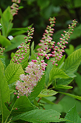 Ruby Spice Summersweet (Clethra alnifolia 'Ruby Spice') at Glasshouse Nursery