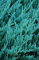 Blue Chip Juniper (Juniperus horizontalis 'Blue Chip') at Glasshouse Nursery