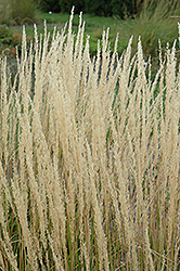 Karl Foerster Reed Grass (Calamagrostis x acutiflora 'Karl Foerster') at Glasshouse Nursery
