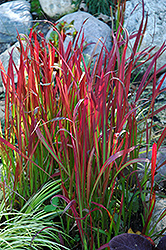 Red Baron Japanese Blood Grass (Imperata cylindrica 'Red Baron') at Glasshouse Nursery
