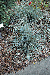 Sapphire Blue Oat Grass (Helictotrichon sempervirens 'Sapphire Blue') at Glasshouse Nursery