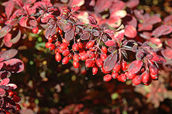 Golden Carousel Japanese Barberry (Berberis 'Bailsel') at Glasshouse Nursery