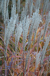 Flame Grass (Miscanthus sinensis 'Purpurascens') at Glasshouse Nursery