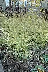 Variegated Moor Grass (Molinia caerulea 'Variegata') at Glasshouse Nursery