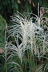 Graziella Maiden Grass (Miscanthus sinensis 'Graziella') at Glasshouse Nursery