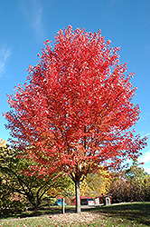 Autumn Blaze Maple (Acer x freemanii 'Jeffersred') at Glasshouse Nursery