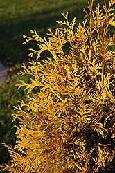 Yellow Ribbon Arborvitae (Thuja occidentalis 'Yellow Ribbon') at Glasshouse Nursery