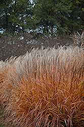 Mt. Washintgon Maiden Grass (Miscanthus sinensis 'Mt. Washintgon') at Glasshouse Nursery