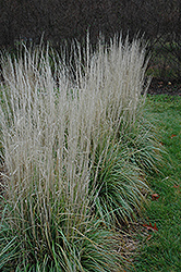 Avalanche Reed Grass (Calamagrostis x acutiflora 'Avalanche') at Glasshouse Nursery