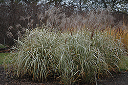 Silver Arrow Maiden Grass (Miscanthus sinensis 'Silver Arrow') at Glasshouse Nursery