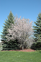 Newport Plum (Prunus cerasifera 'Newport') at Glasshouse Nursery