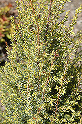 Gold Cone Juniper (Juniperus communis 'Gold Cone') at Glasshouse Nursery