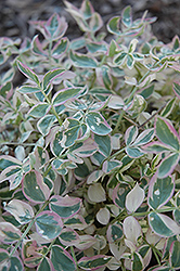 Stairway To Heaven Jacob's Ladder (Polemonium 'Stairway To Heaven') at Glasshouse Nursery