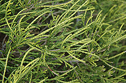 Dwarf Threadleaf Falsecypress (Chamaecyparis pisifera 'Filifera Nana') at Glasshouse Nursery