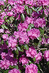 P.J.M. Rhododendron (Rhododendron 'P.J.M.') at Glasshouse Nursery