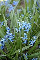 Spring Squills (Scilla sibirica) at Glasshouse Nursery