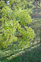 Norway Maple (Acer platanoides) at Glasshouse Nursery