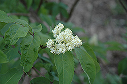 American Elder (Sambucus canadensis) at Glasshouse Nursery