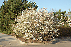Shadblow Serviceberry (Amelanchier canadensis) at Glasshouse Nursery