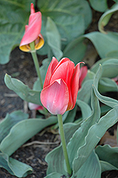 Toronto Tulip (Tulipa 'Toronto') at Glasshouse Nursery