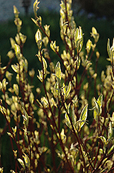 Ivory Halo Dogwood (Cornus alba 'Ivory Halo') at Glasshouse Nursery