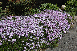 Emerald Blue Moss Phlox (Phlox subulata 'Emerald Blue') at Glasshouse Nursery