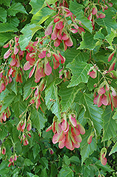 Amur Maple (multi-stem) (Acer ginnala '(multi-stem)') at Glasshouse Nursery