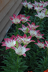 Lollypop Lily (Lilium 'Lollypop') at Glasshouse Nursery