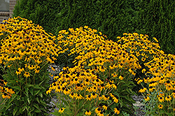 Goldsturm Coneflower (Rudbeckia fulgida 'Goldsturm') at Glasshouse Nursery