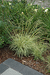 Variegated Moor Grass (Molinia caerulea 'Variegata') at Glasshouse Nursery