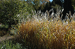 Maiden Grass (Miscanthus sinensis) at Glasshouse Nursery