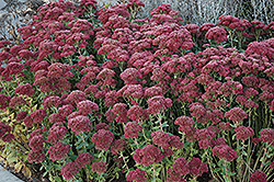 Autumn Fire Stonecrop (Sedum spectabile 'Autumn Fire') at Glasshouse Nursery