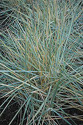 Blue Dune Lyme Grass (Leymus arenarius 'Blue Dune') at Glasshouse Nursery