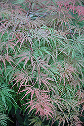 Cutleaf Japanese Maple (Acer palmatum 'Asplenifolium') at Glasshouse Nursery