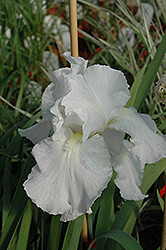 Immortality Iris (Iris 'Immortality') at Glasshouse Nursery
