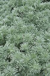 Silver Mound Artemesia (Artemisia schmidtiana 'Silver Mound') at Glasshouse Nursery