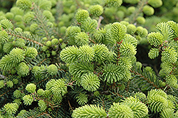 Creeping Norway Spruce (Picea abies 'Repens') at Glasshouse Nursery