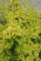 Golden Carousel Japanese Barberry (Berberis 'Bailsel') at Glasshouse Nursery