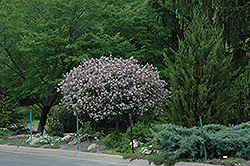 Dwarf Korean Lilac (tree form) (Syringa meyeri 'Palibin (tree form)') at Glasshouse Nursery
