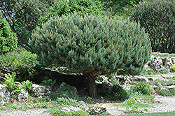 Umbrella Scotch Pine (Pinus sylvestris 'Umbraculifera') at Glasshouse Nursery