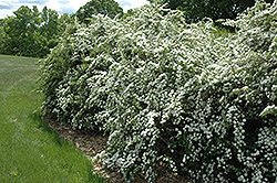 Vanhoutte Spirea (Spiraea x vanhouttei) at Glasshouse Nursery