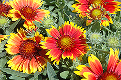 Arizona Sun Blanket Flower (Gaillardia x grandiflora 'Arizona Sun') at Glasshouse Nursery