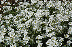Snow-In-Summer (Cerastium tomentosum) at Glasshouse Nursery