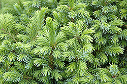 Dwarf Serbian Spruce (Picea omorika 'Nana') at Glasshouse Nursery